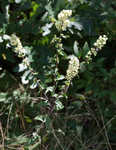 White goldenrod